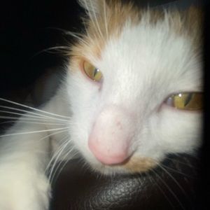 Meet your Posher, Angelina